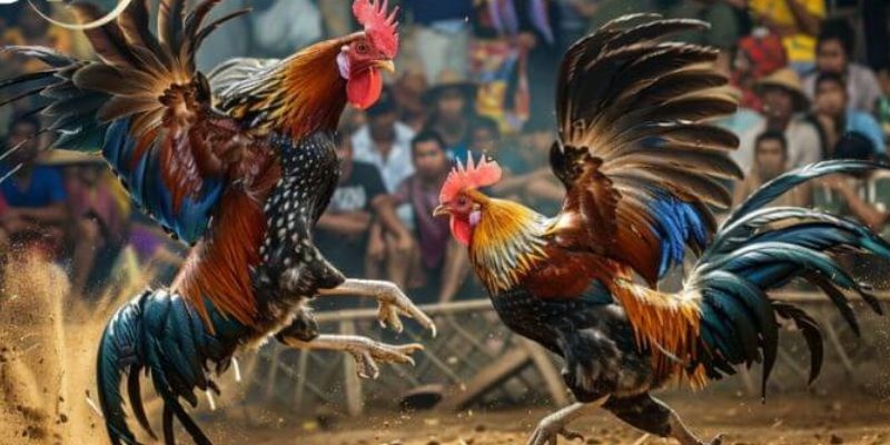 Đá Gà Thomo N666: Tận Hưởng Trận Đấu Kịch Tính Và Cơ Hội Kiếm Tiền 3 Đá gà Thomo N666 là một hình thức cá cược thú vị và phong phú
