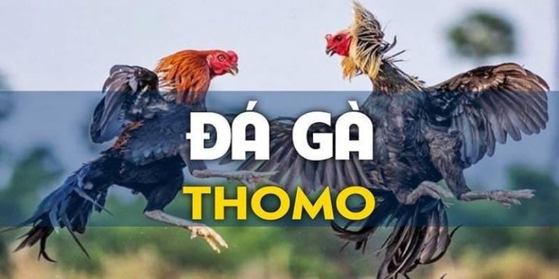 Đá Gà Thomo N666: Tận Hưởng Trận Đấu Kịch Tính Và Cơ Hội Kiếm Tiền 1 Đá gà Thomo N666 là một lễ hội của những trận chiến ngoạn mục