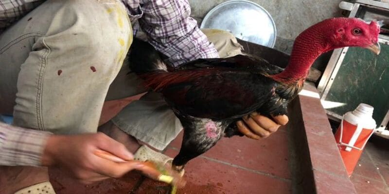 Cách Vào Nghệ Gà Và Lưu Ý Kèm Theo Cho Kê Thủ 2 Cách vào nghệ gà dễ áp dụng nhưng đòi hỏi kiên trì