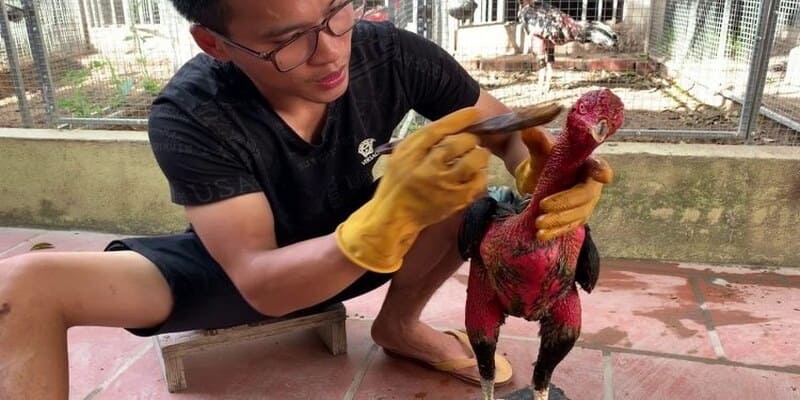 Cách Vào Nghệ Gà Và Lưu Ý Kèm Theo Cho Kê Thủ 1 Gà chọi được vào nghệ sẽ đẹp và chịu đòn tốt hơn