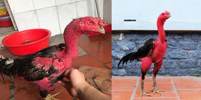 Cách Vào Nghệ Gà Và Lưu Ý Kèm Theo Cho Kê Thủ 3 Người nuôi cần tránh xoa rượu cho vết thương hở