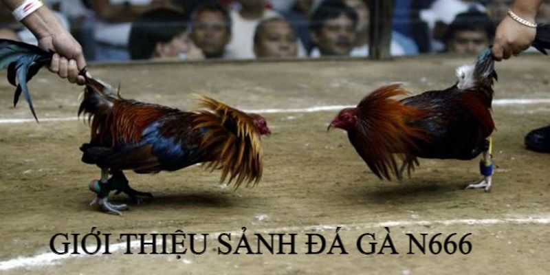 Giới thiệu sảnh đá gà tại N666
