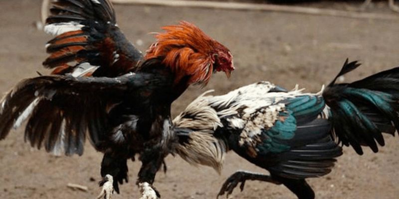 Đá gà cựa dao | Nguyên tắc loại hình chọi kê đẫm máu nhất 3 Súc hấp dẫn của chọi kê cựa dao so với chọi gà đòn